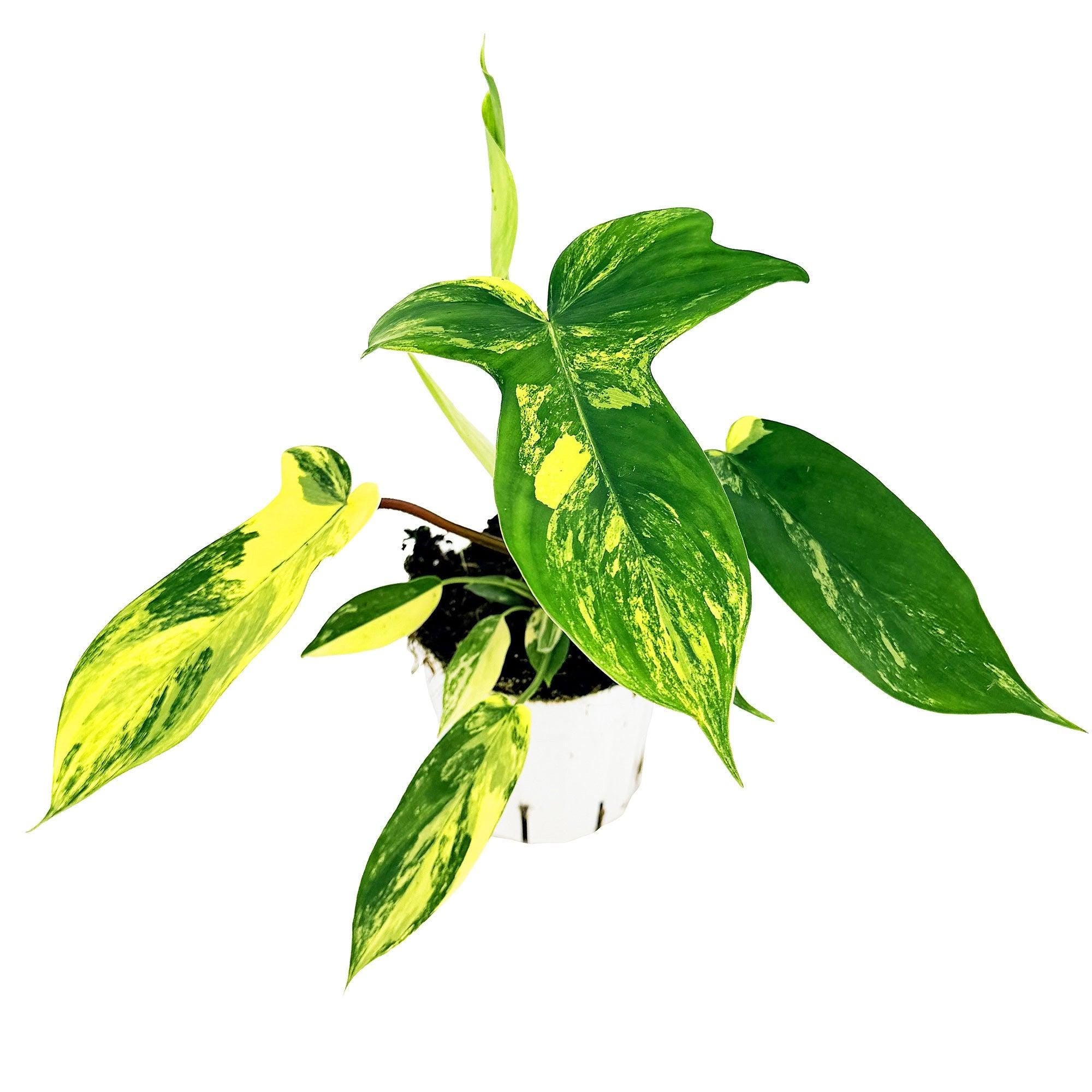 Philodendron 'Florida Beauty'