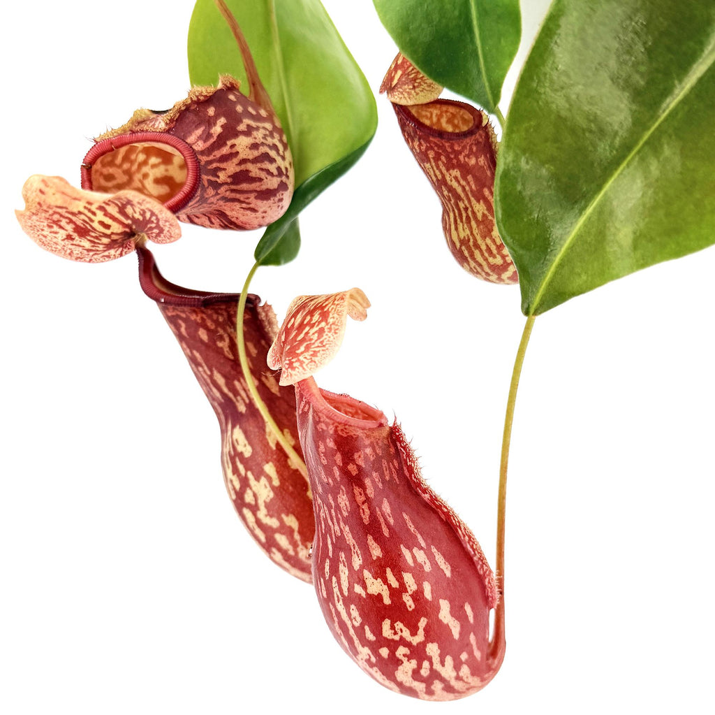 Nepenthes St Gaya 'Tropical Pitcher Plant'