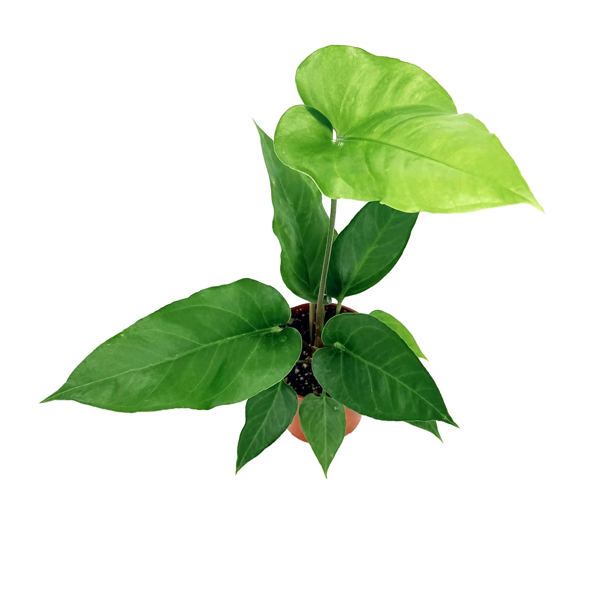 Anthurium watermaliense 'Black Anthurium'