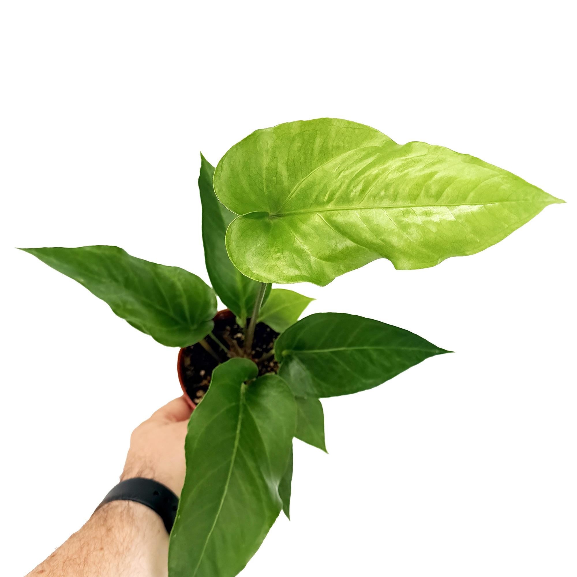 Anthurium watermaliense 'Black Anthurium'
