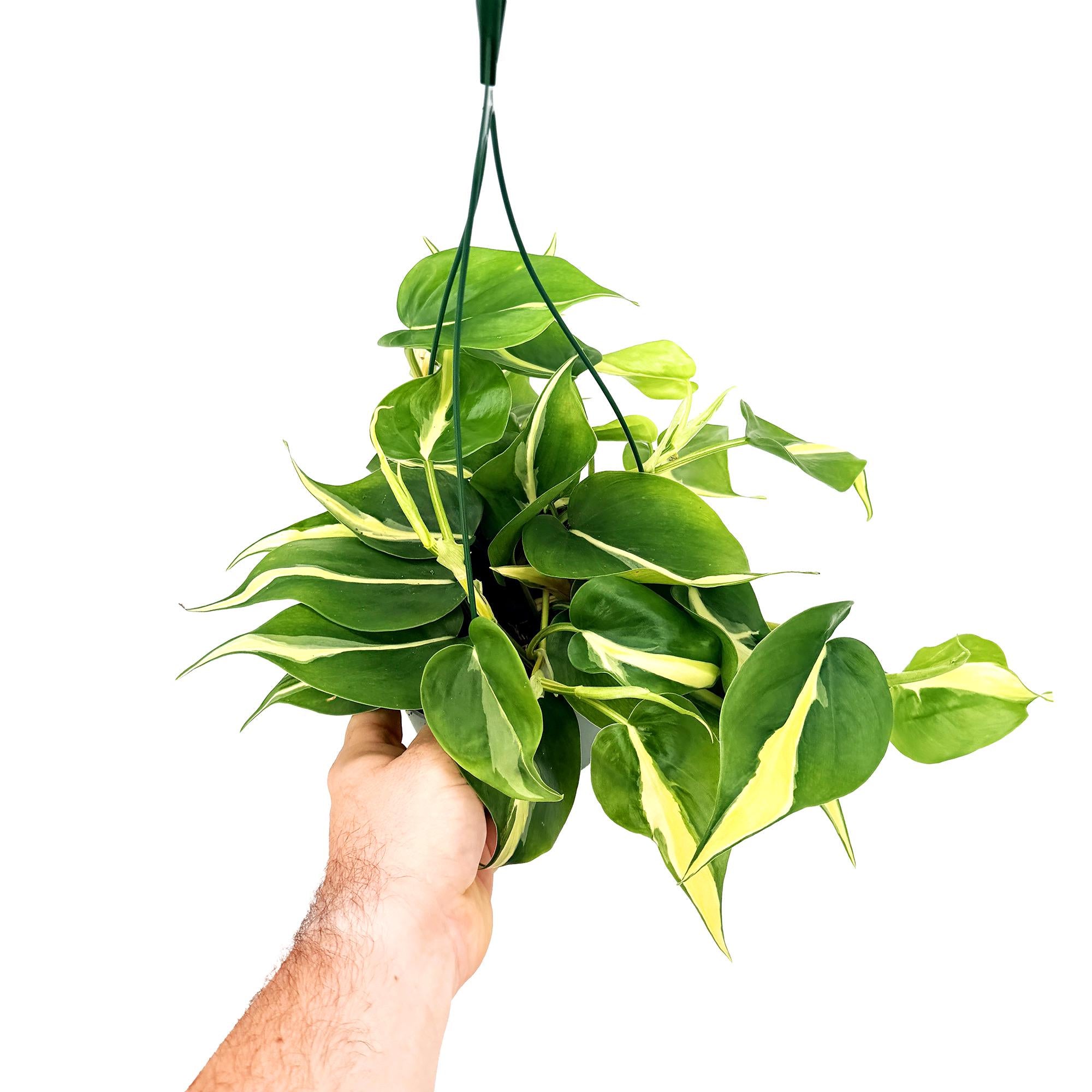Philodendron 'Silver Stripe'