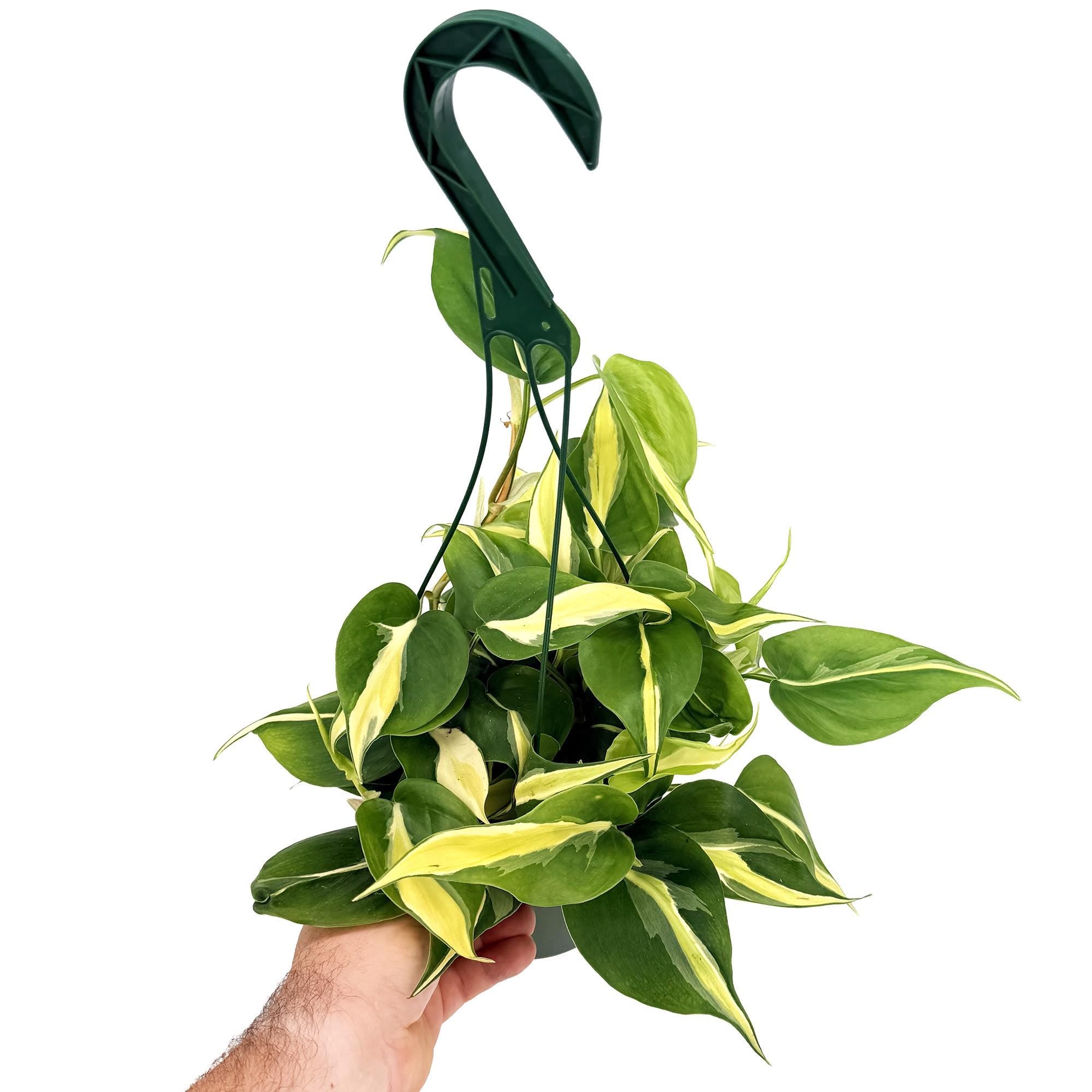Philodendron 'Silver Stripe'