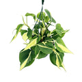 Philodendron 'Silver Stripe'