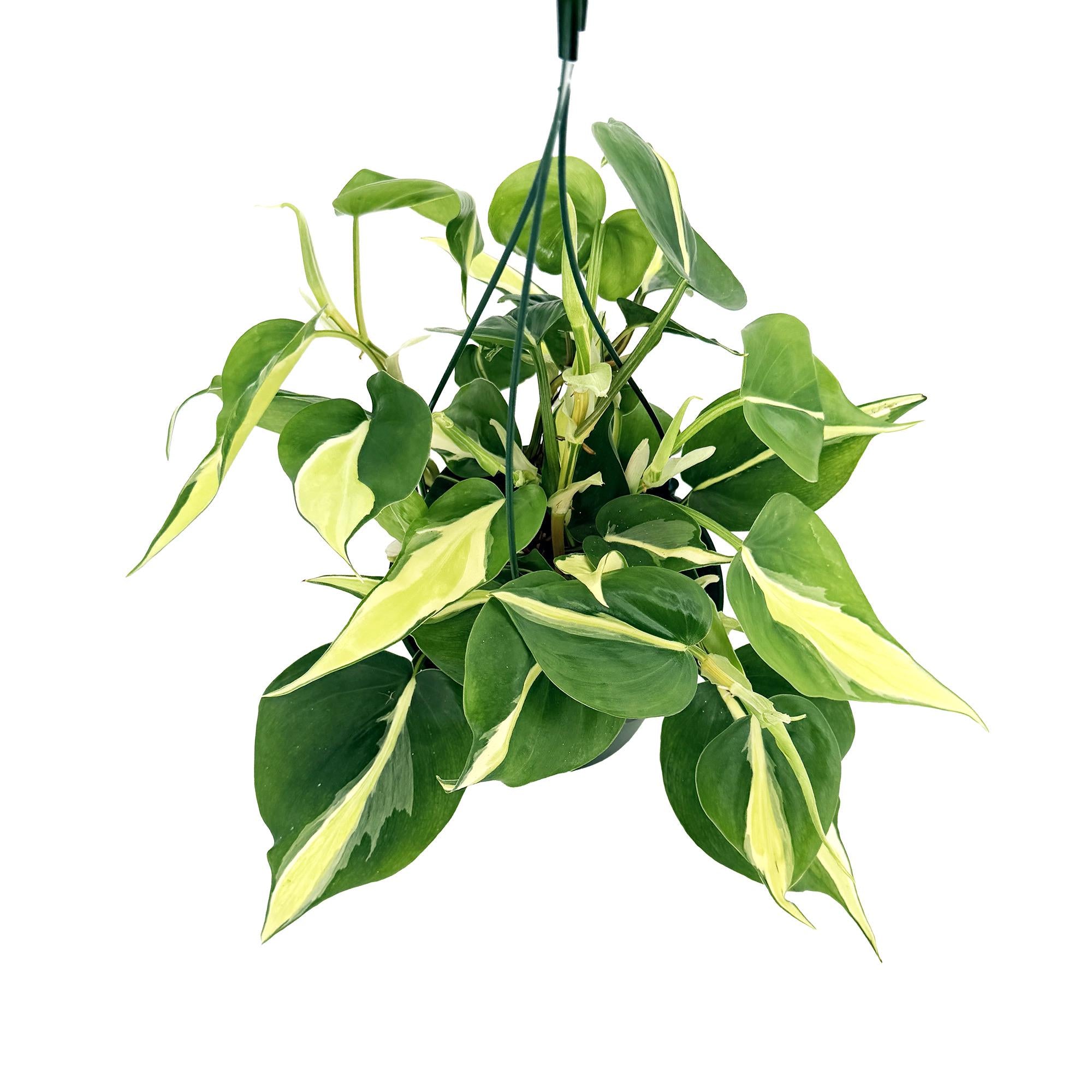 Philodendron 'Silver Stripe'