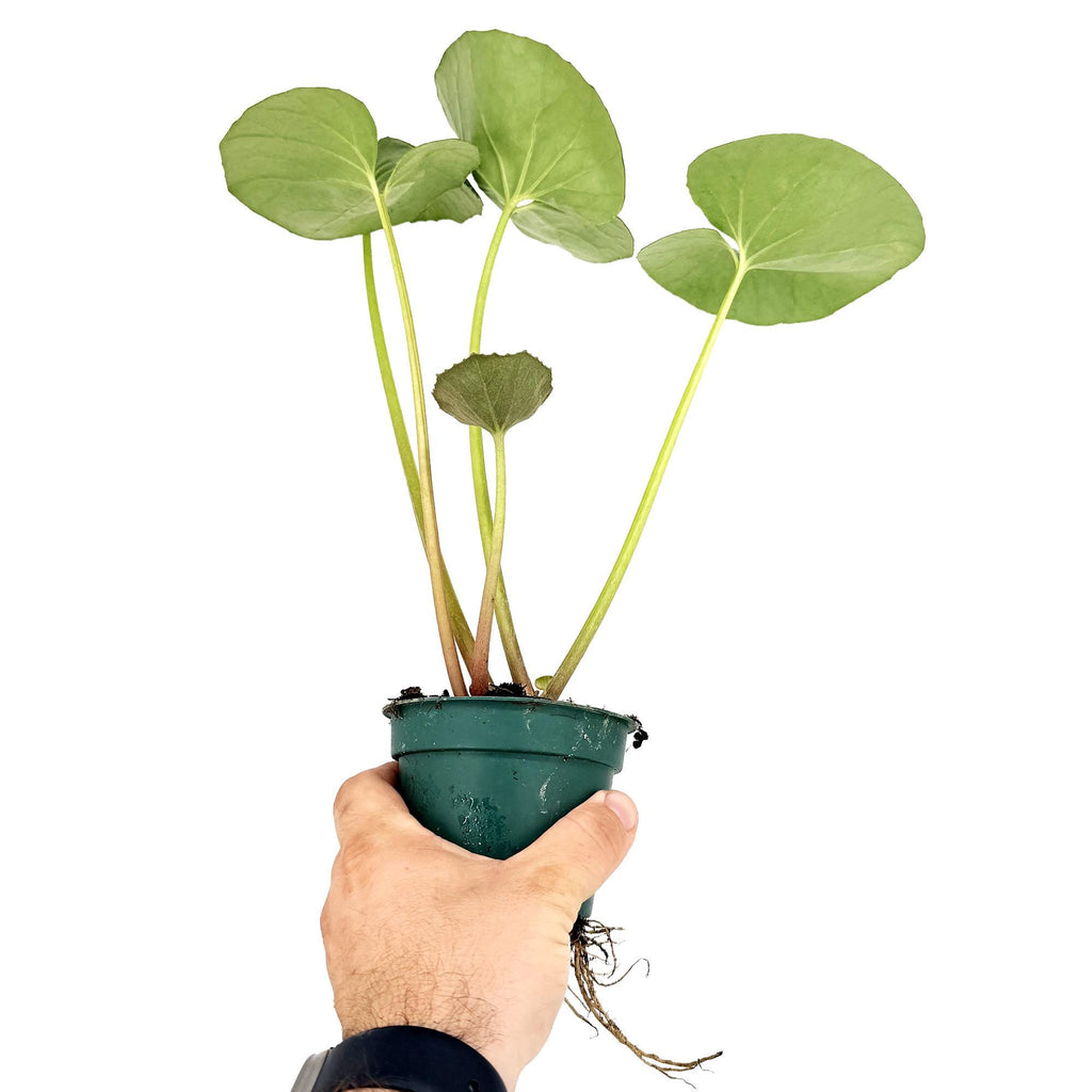Farfugium japonicum 'Leopard Plant'