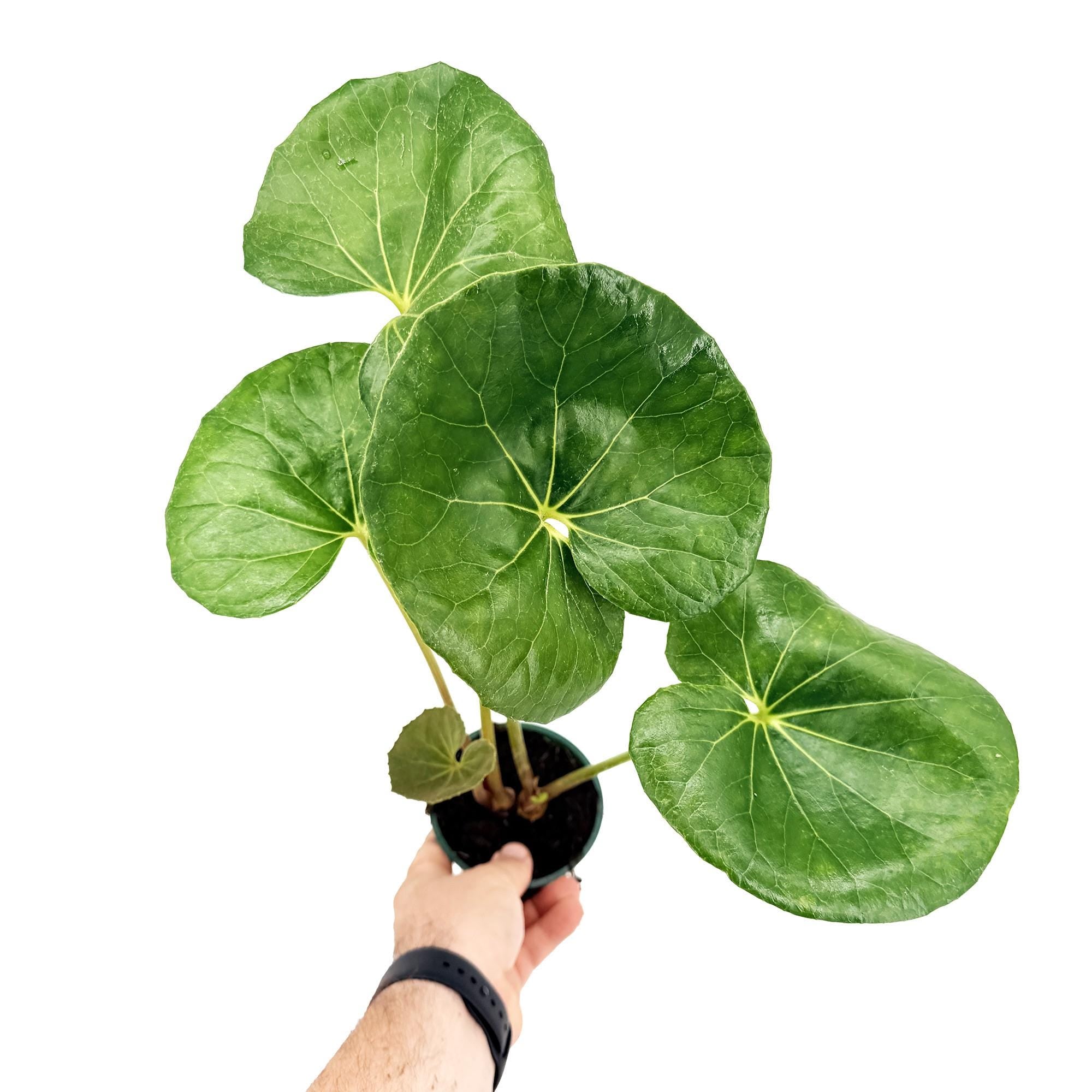 Farfugium japonicum 'Leopard Plant'