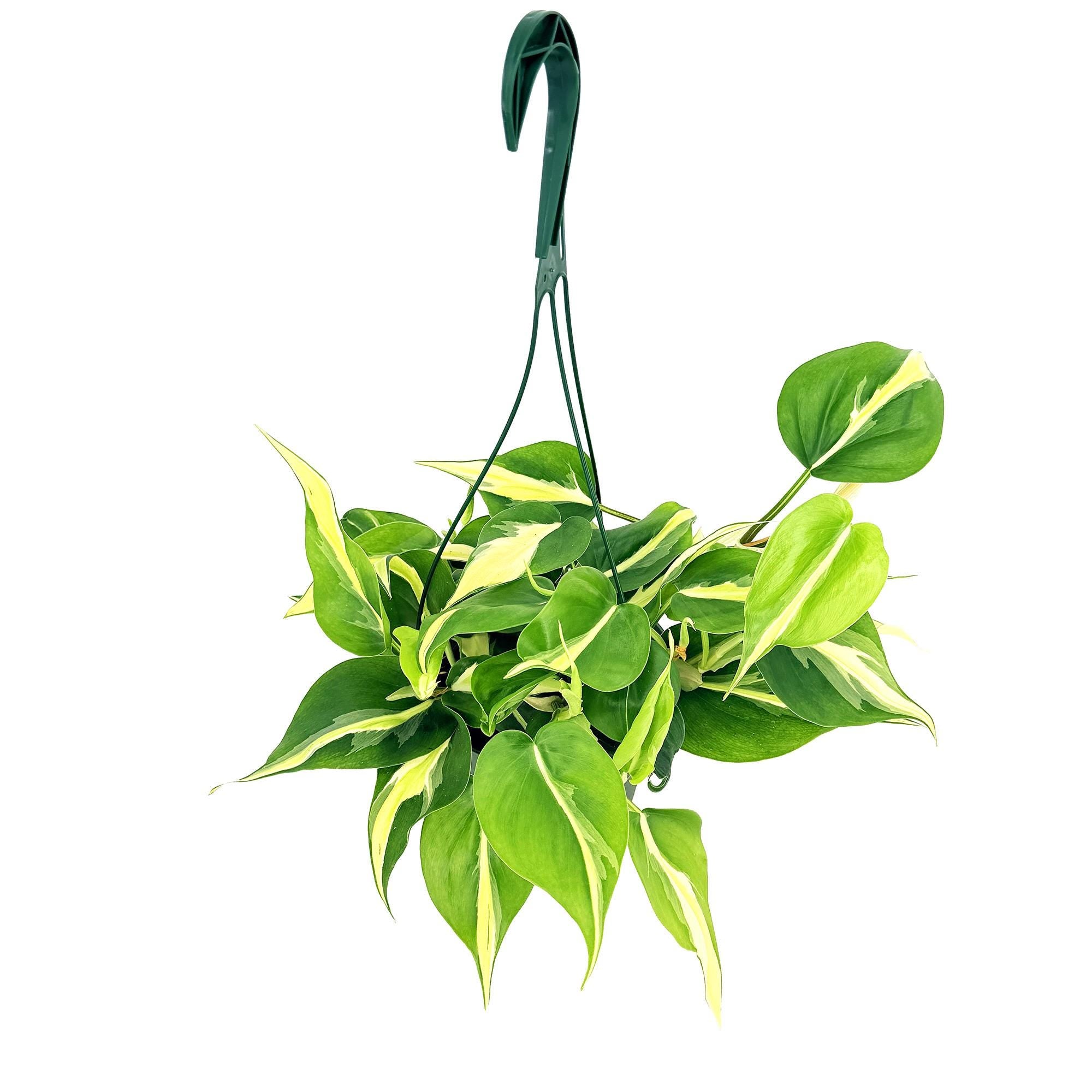 Philodendron 'Silver Stripe'