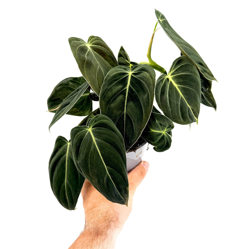 Philodendron melanochrysum 'Black Gold'