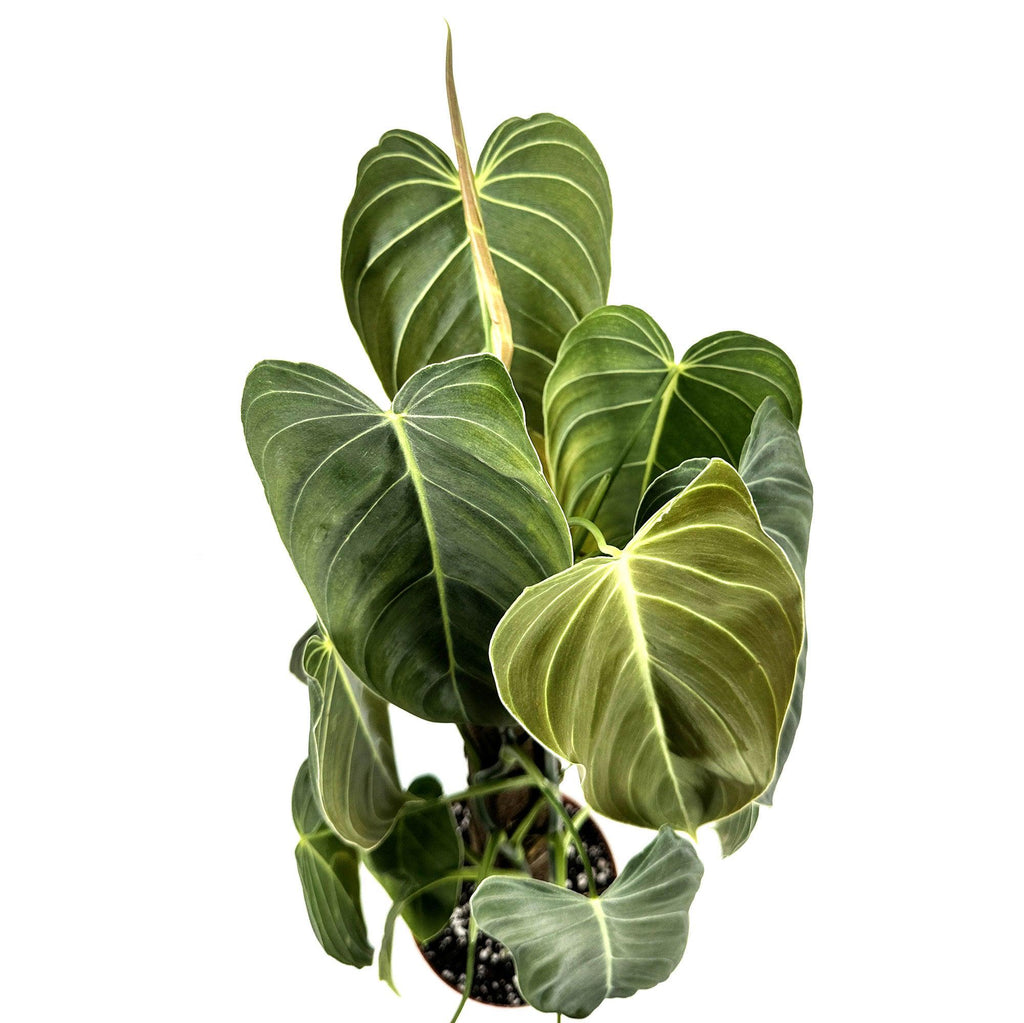 Philodendron melanochrysum 'Black Gold'
