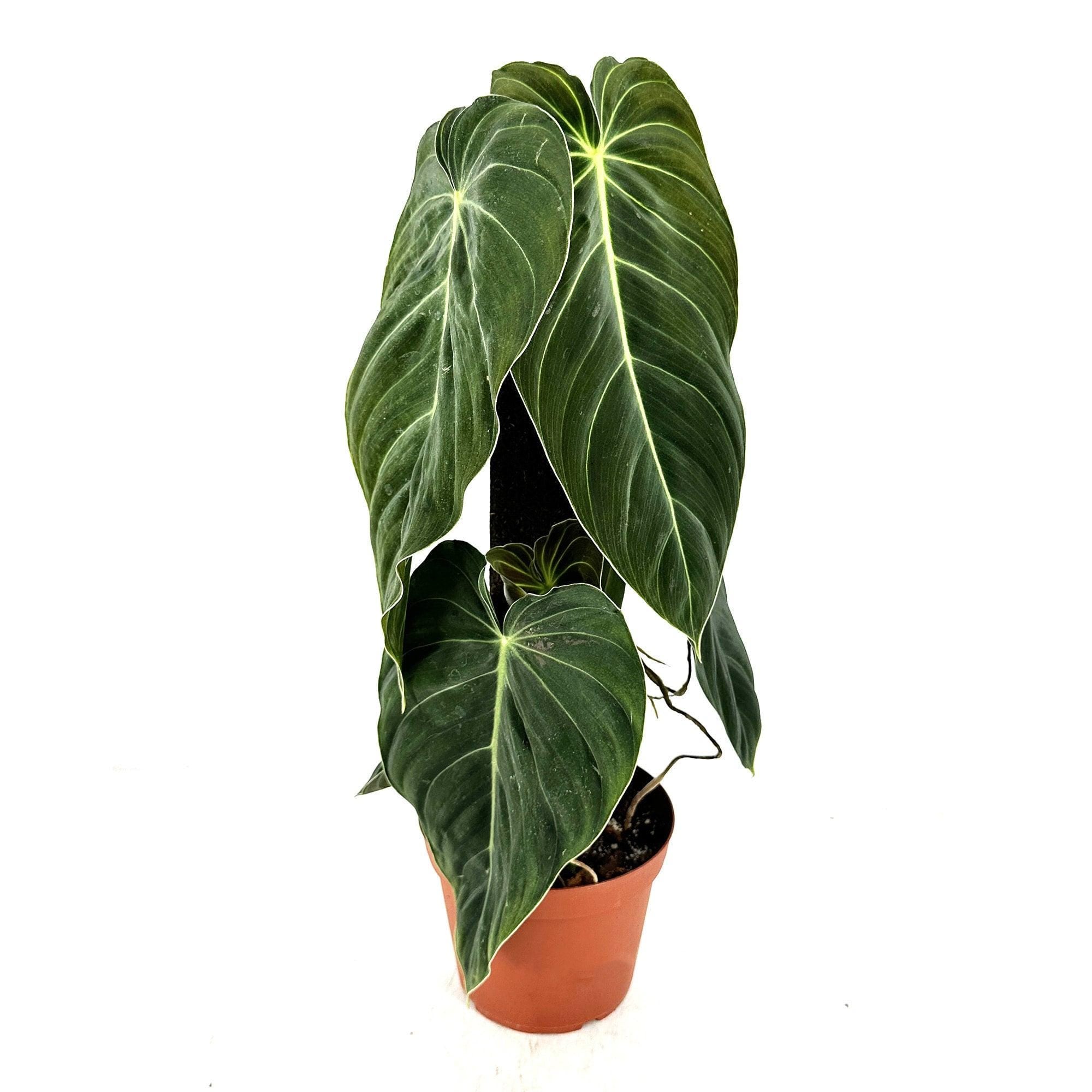 Philodendron melanochrysum 'Black Gold'