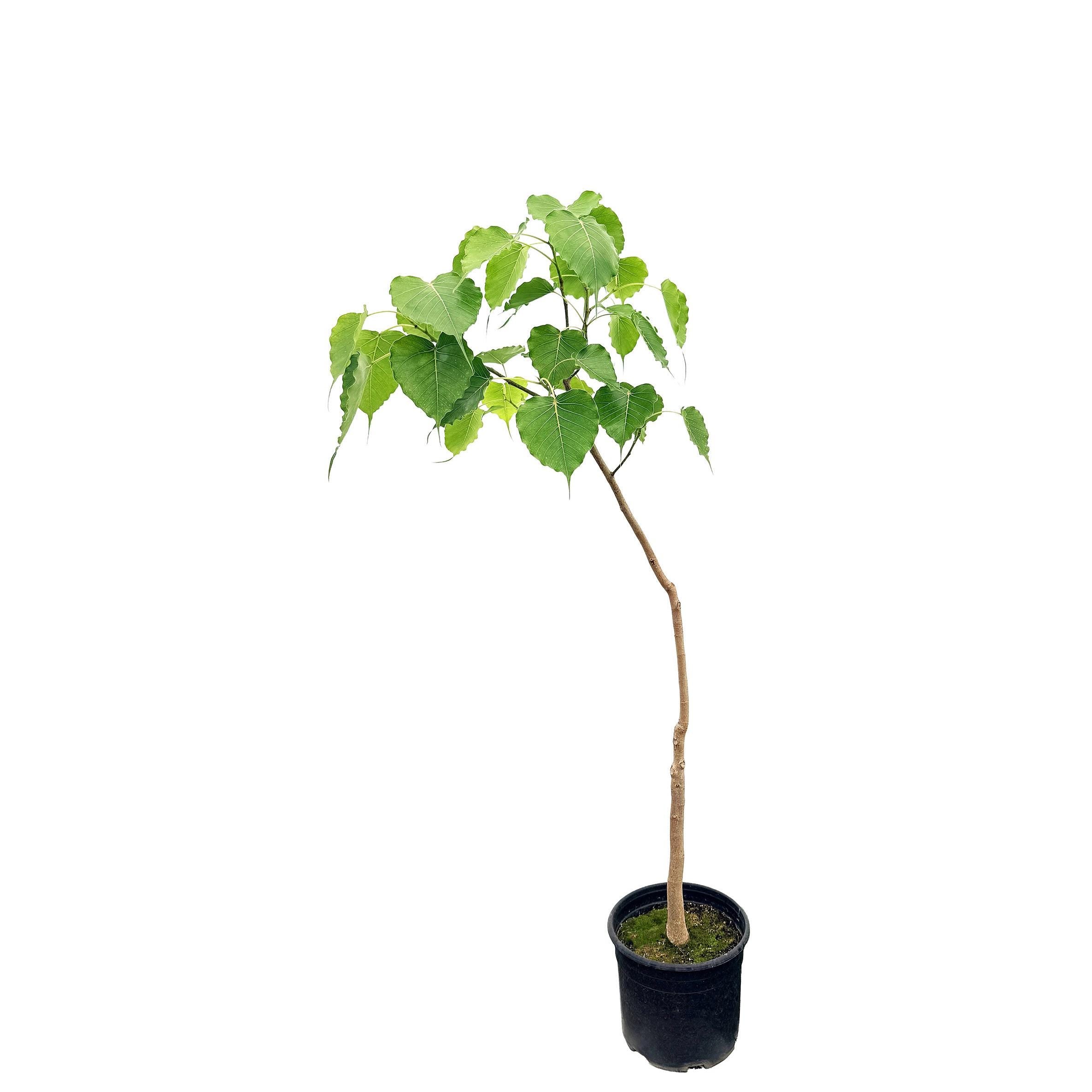 Ficus religiosa 'Bodhi Tree'