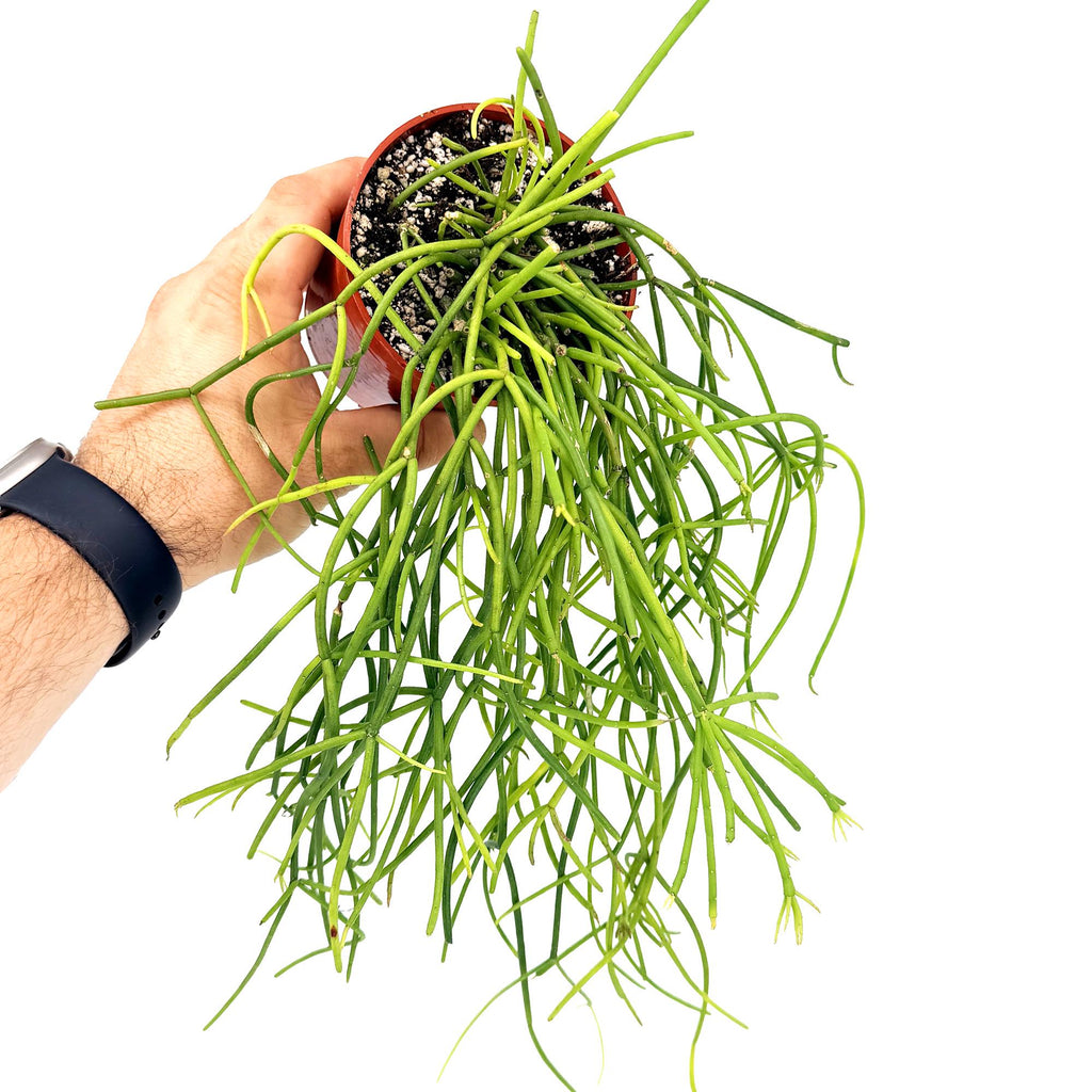 Rhipsalis floccosa