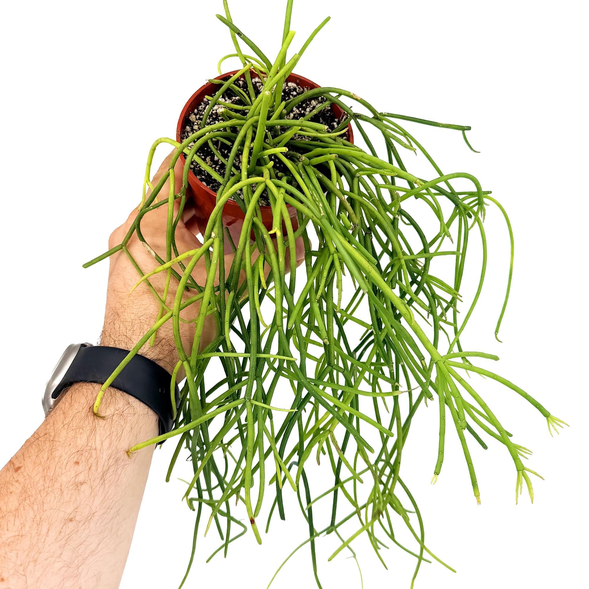 Rhipsalis floccosa