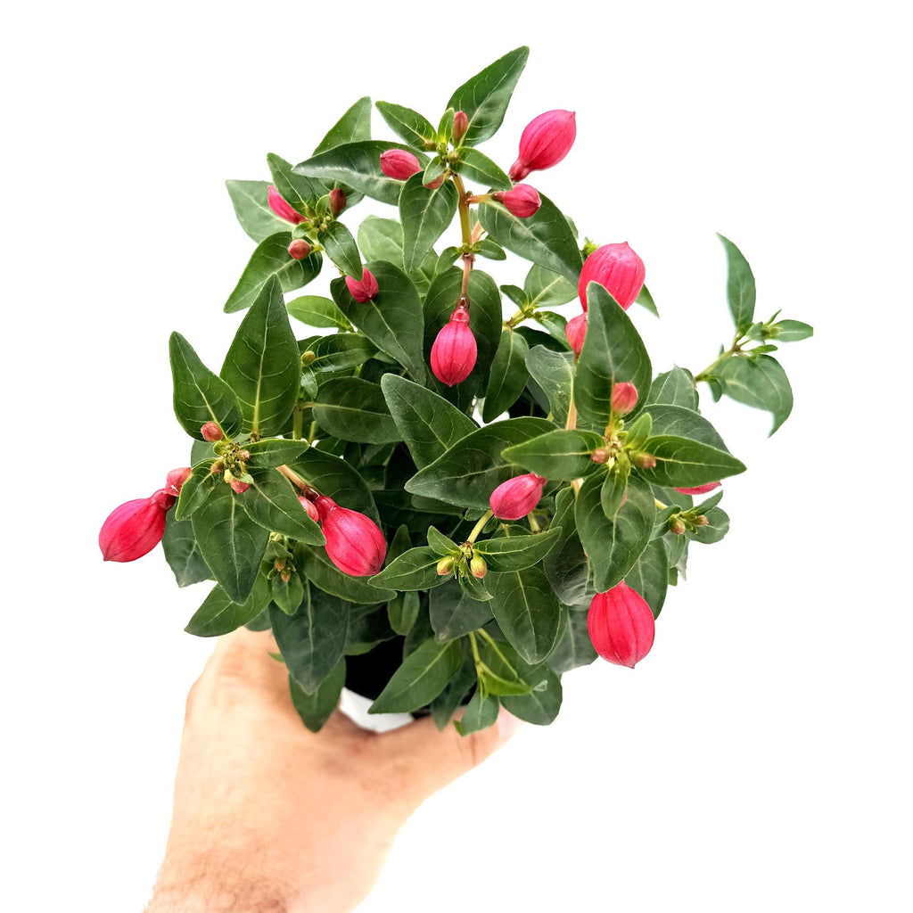 Fuchsia
