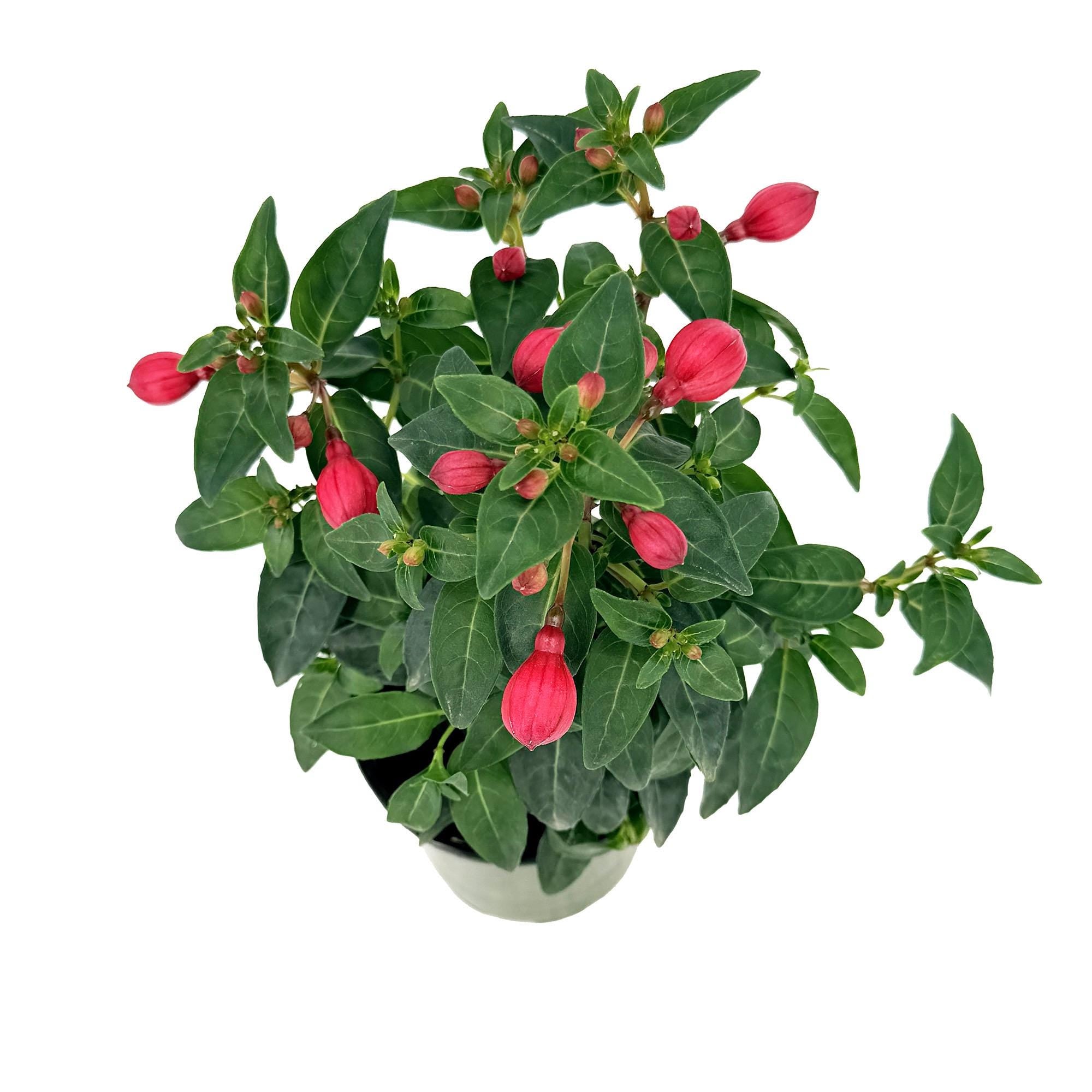 Fuchsia