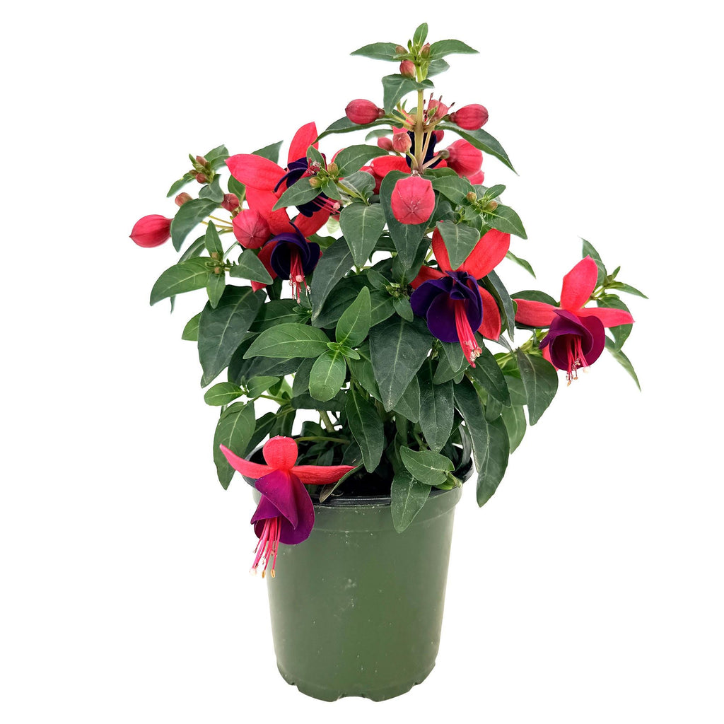 Fuchsia