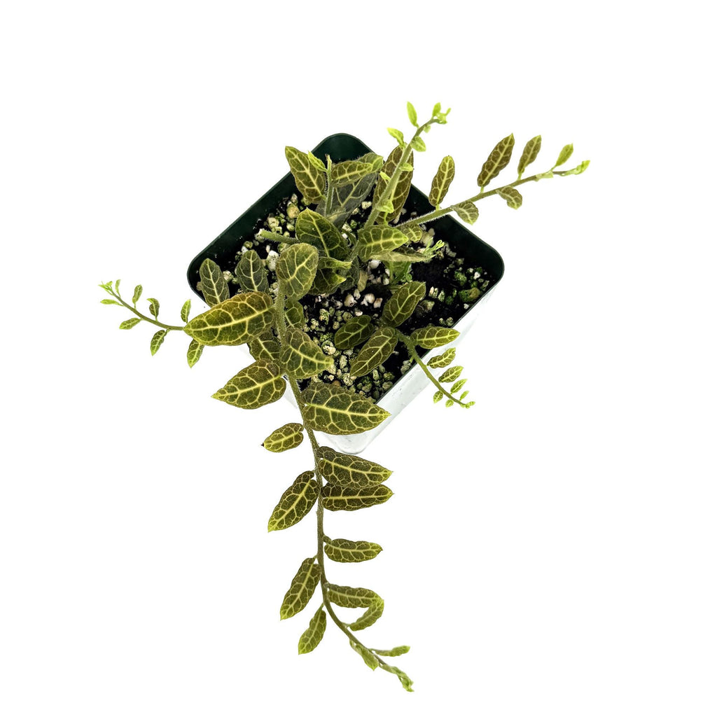 Solanum evolvulifolium 'Ecuador'