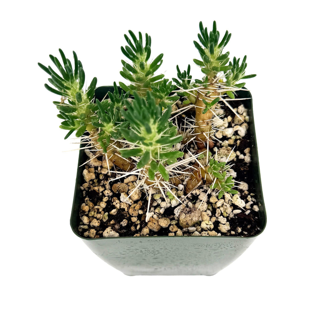 Maihuenia poeppigii 'Cushion Cactus'
