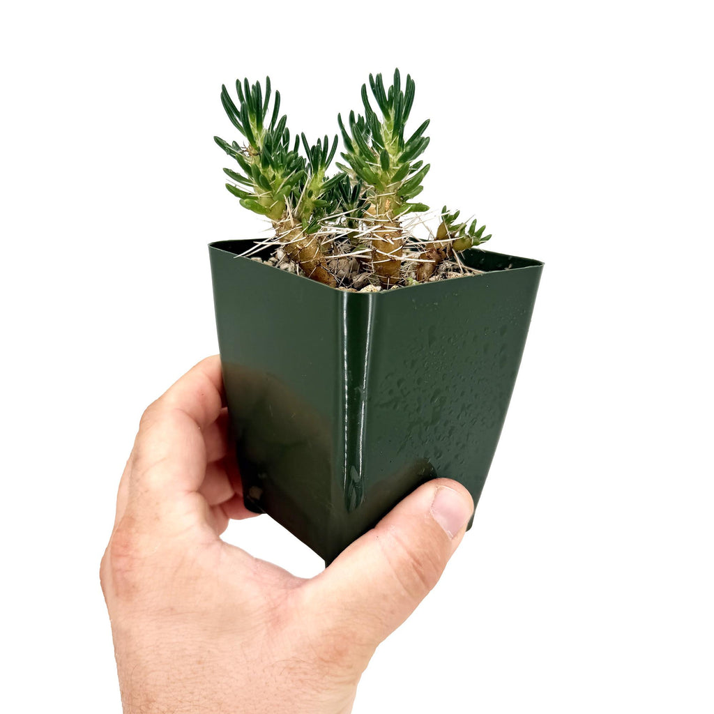 Maihuenia poeppigii 'Cushion Cactus'