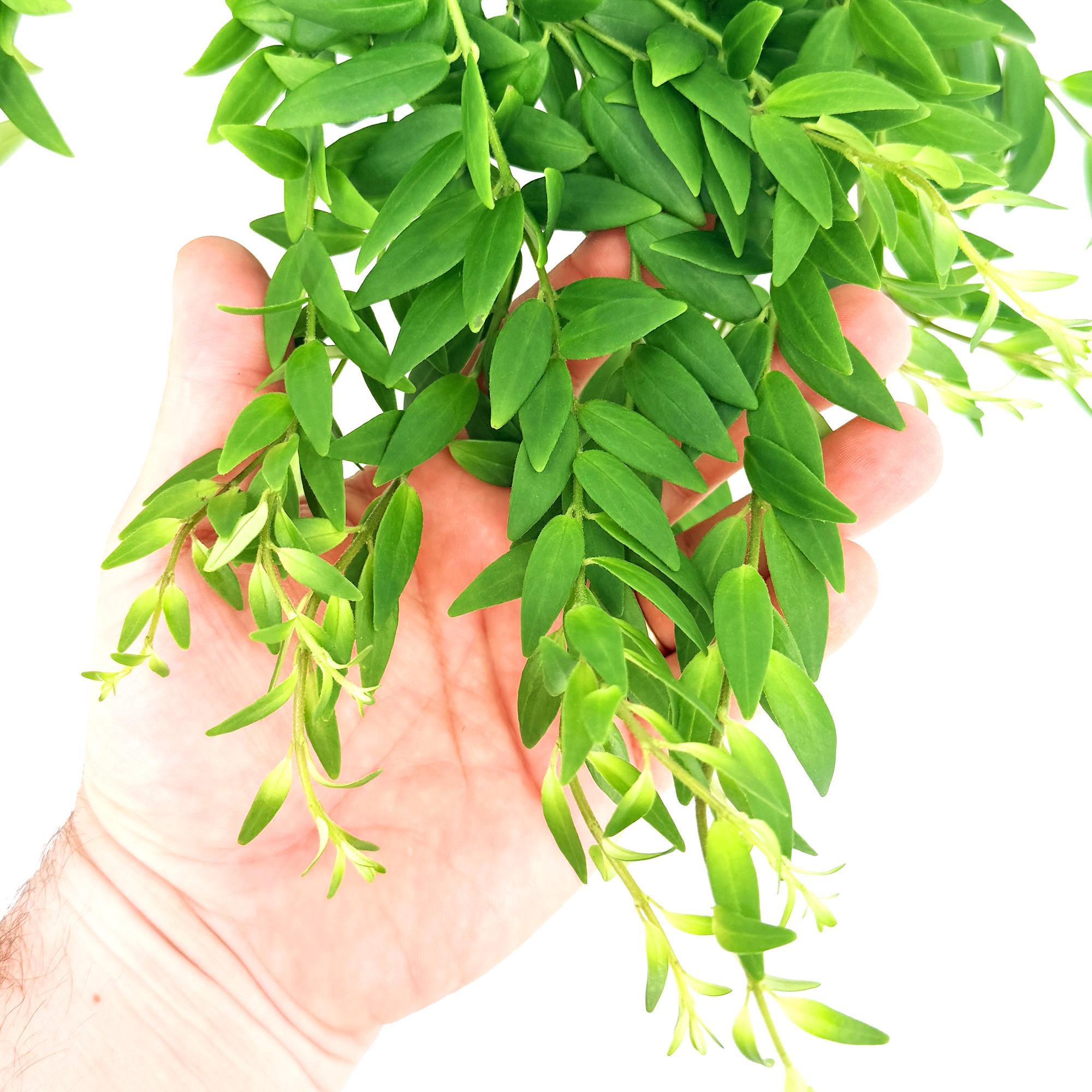 Aeschynanthus japhrolepis 'Lipstick Plant'