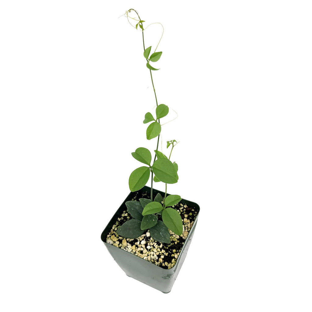 Neoalsomitra sarcophylla