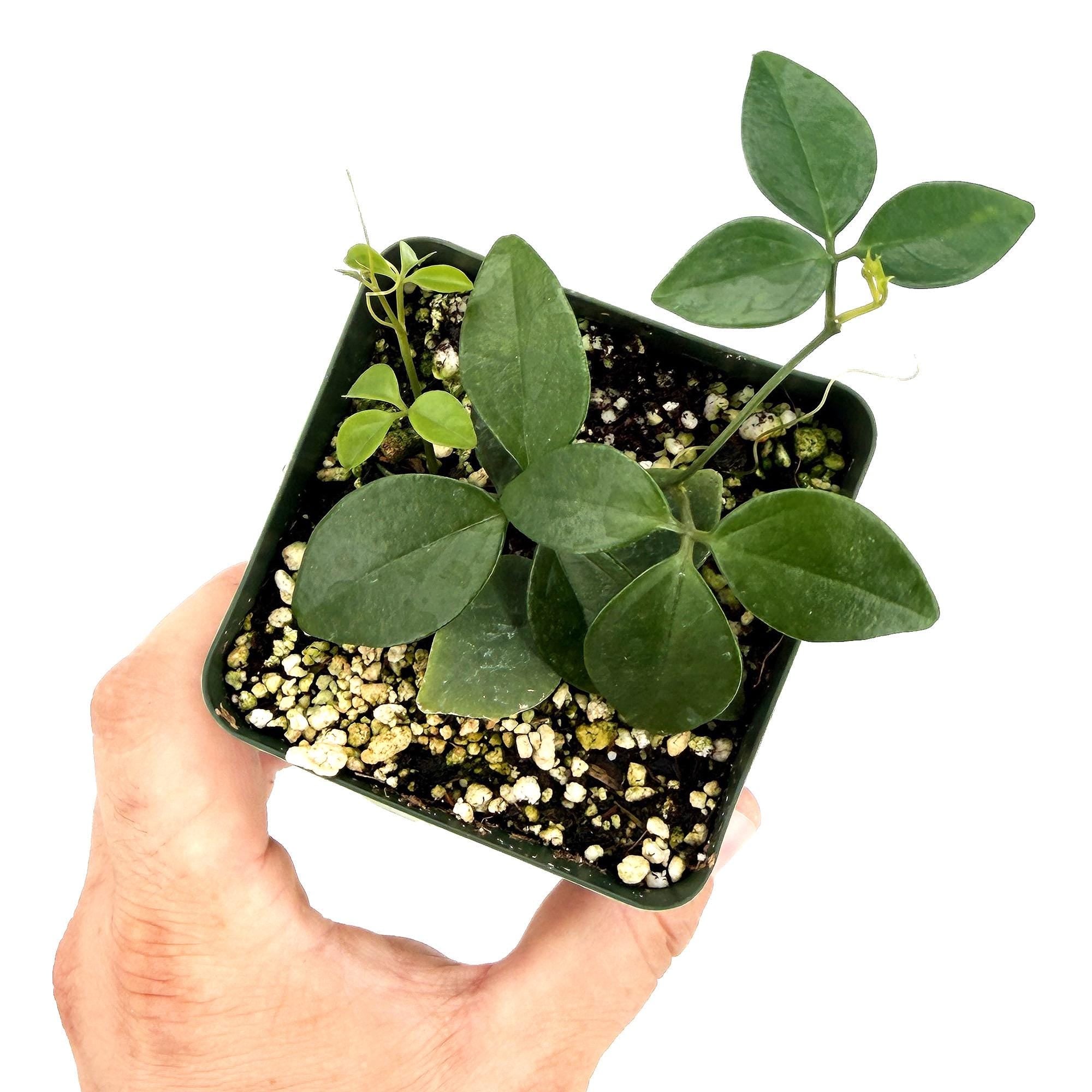 Neoalsomitra sarcophylla