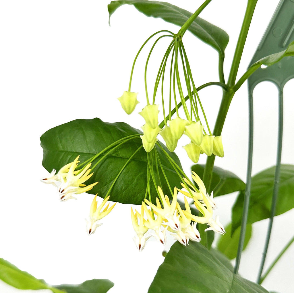 Hoya multiflora 'Shooting Star'