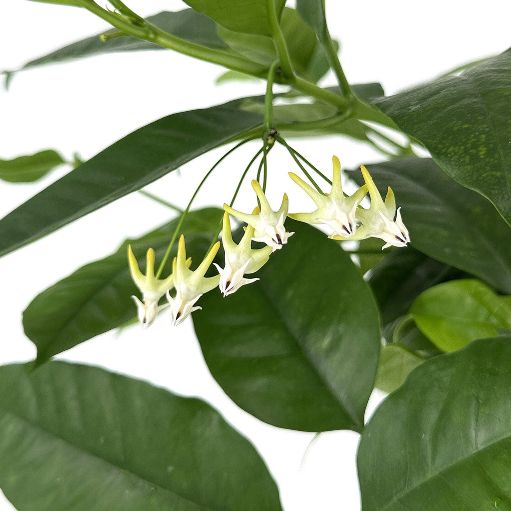 Hoya multiflora 'Shooting Star'