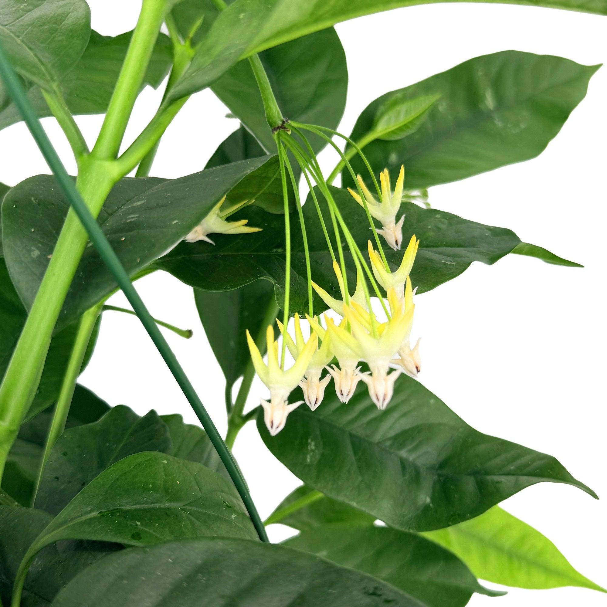 Hoya multiflora 'Shooting Star'