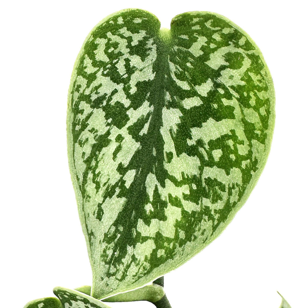 Scindapsus pictus 'Argyraeus'