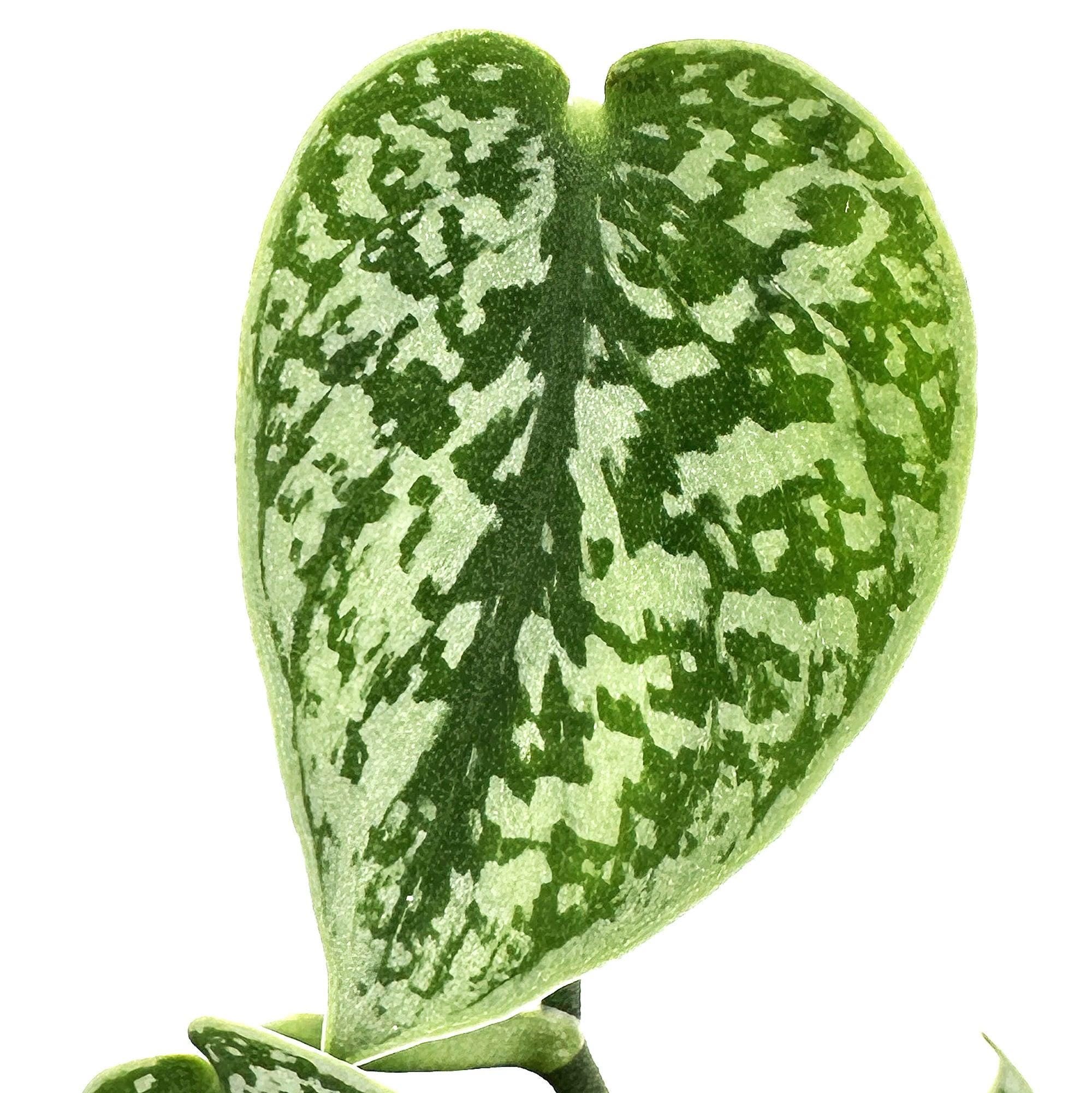 Scindapsus pictus 'Argyraeus'