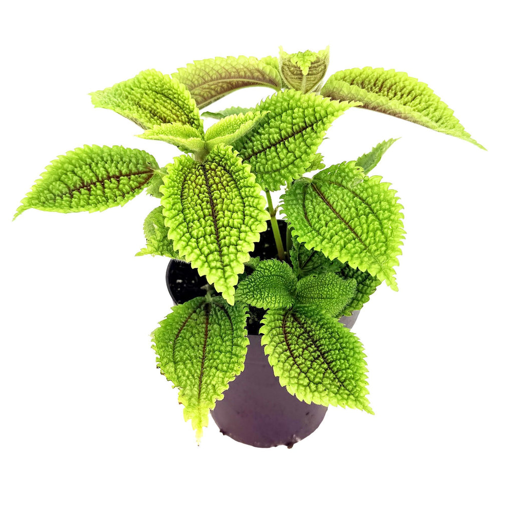 Pilea molis 'Moon Valley'