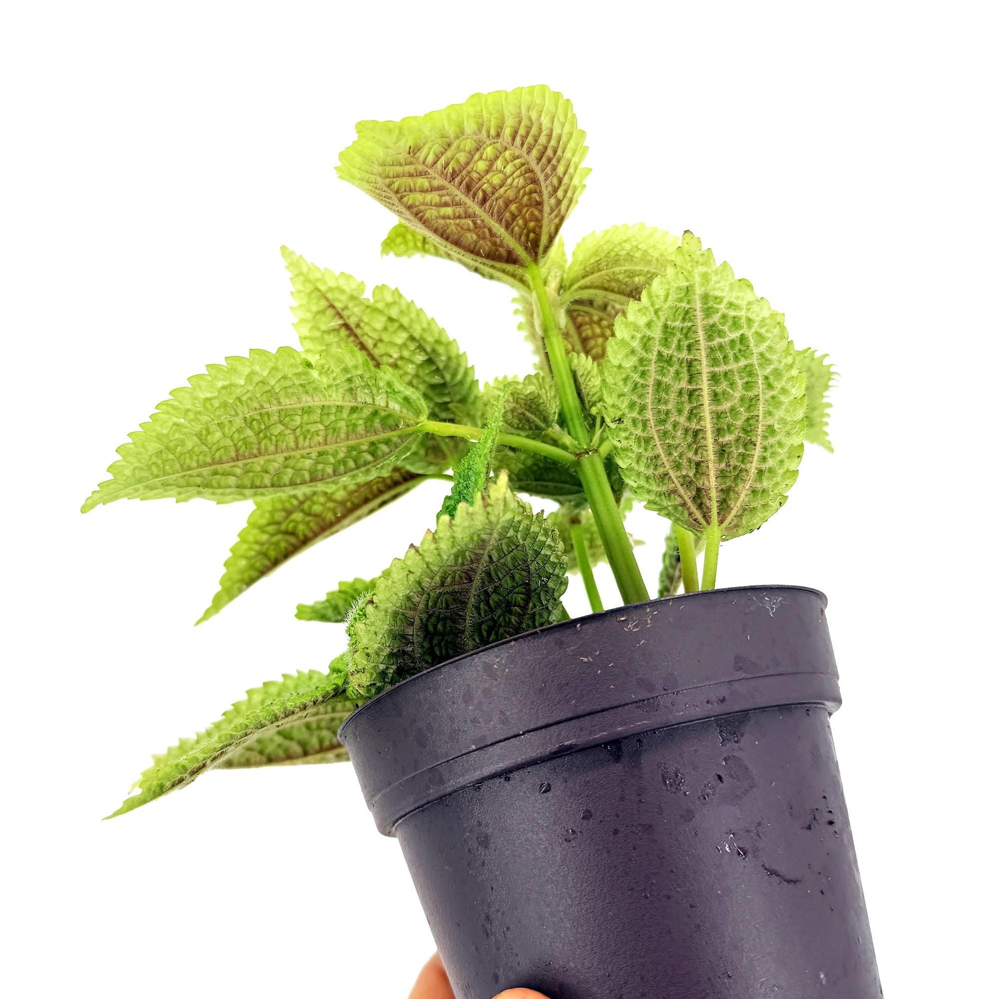 Pilea molis 'Moon Valley'