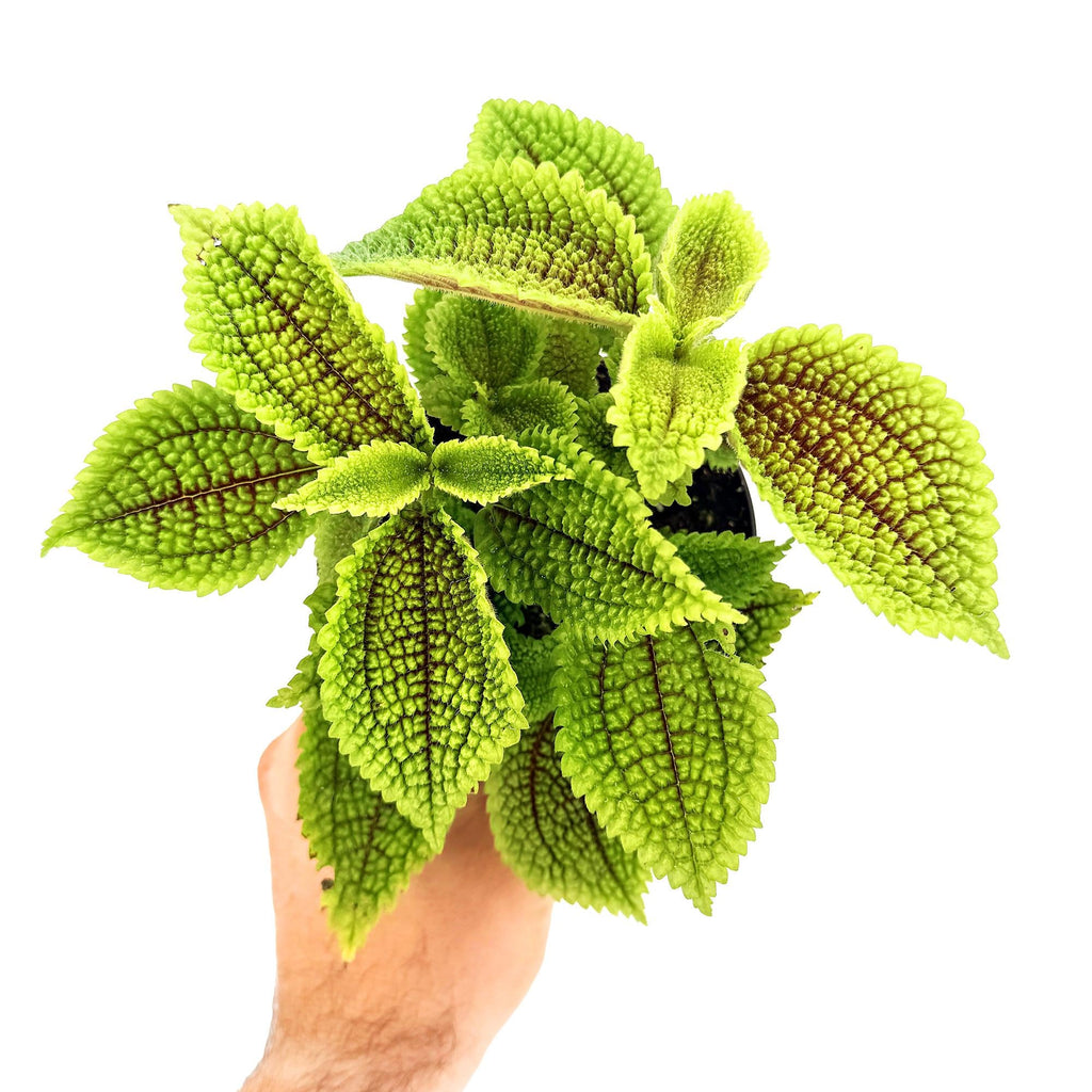 Pilea molis 'Moon Valley'