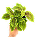 Pilea molis 'Moon Valley'