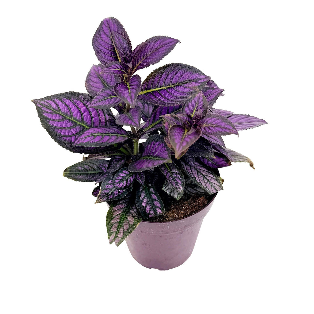 Strobilanthes dyerianus 'Persian Shield'