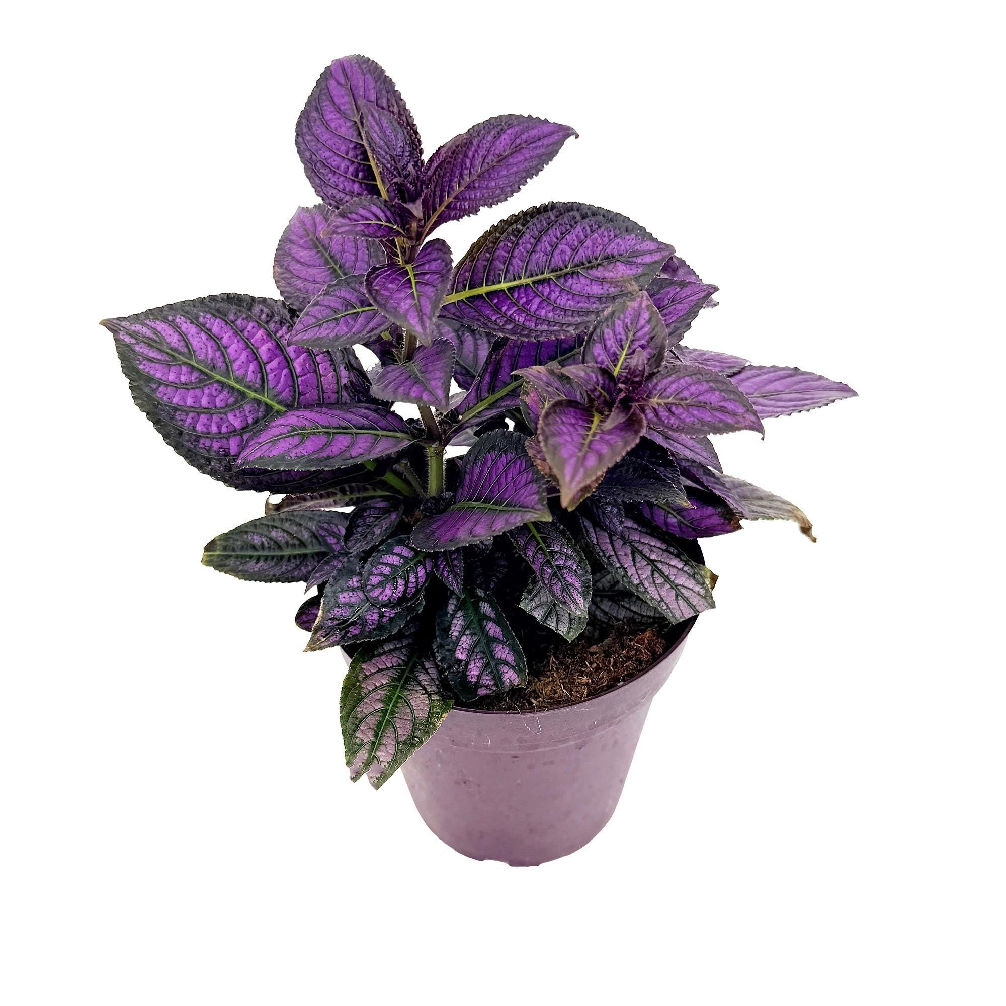Strobilanthes dyerianus 'Persian Shield'