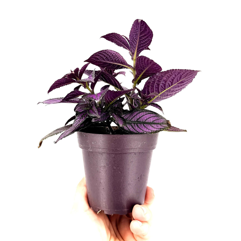 Strobilanthes dyerianus 'Persian Shield'