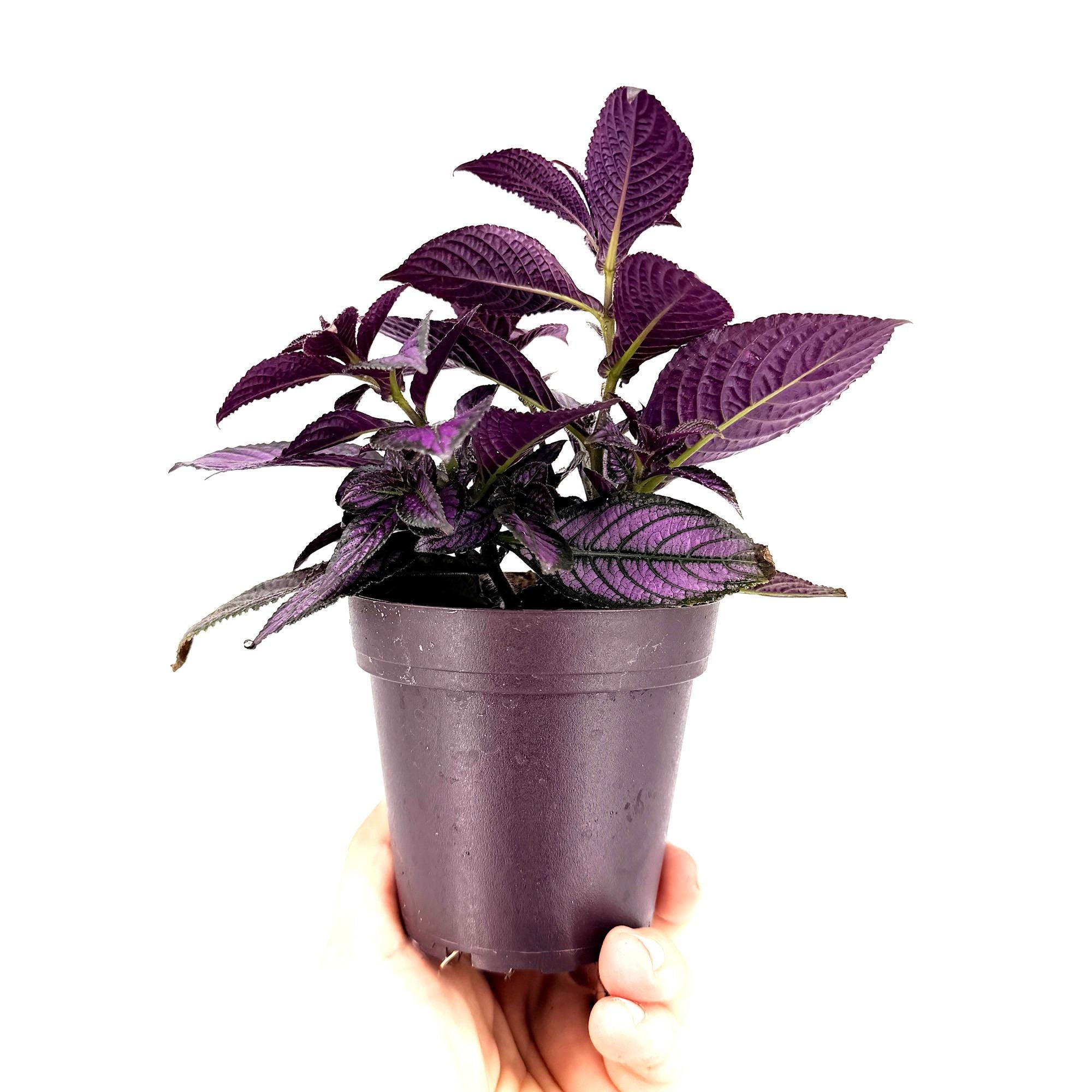 Strobilanthes dyerianus 'Persian Shield'