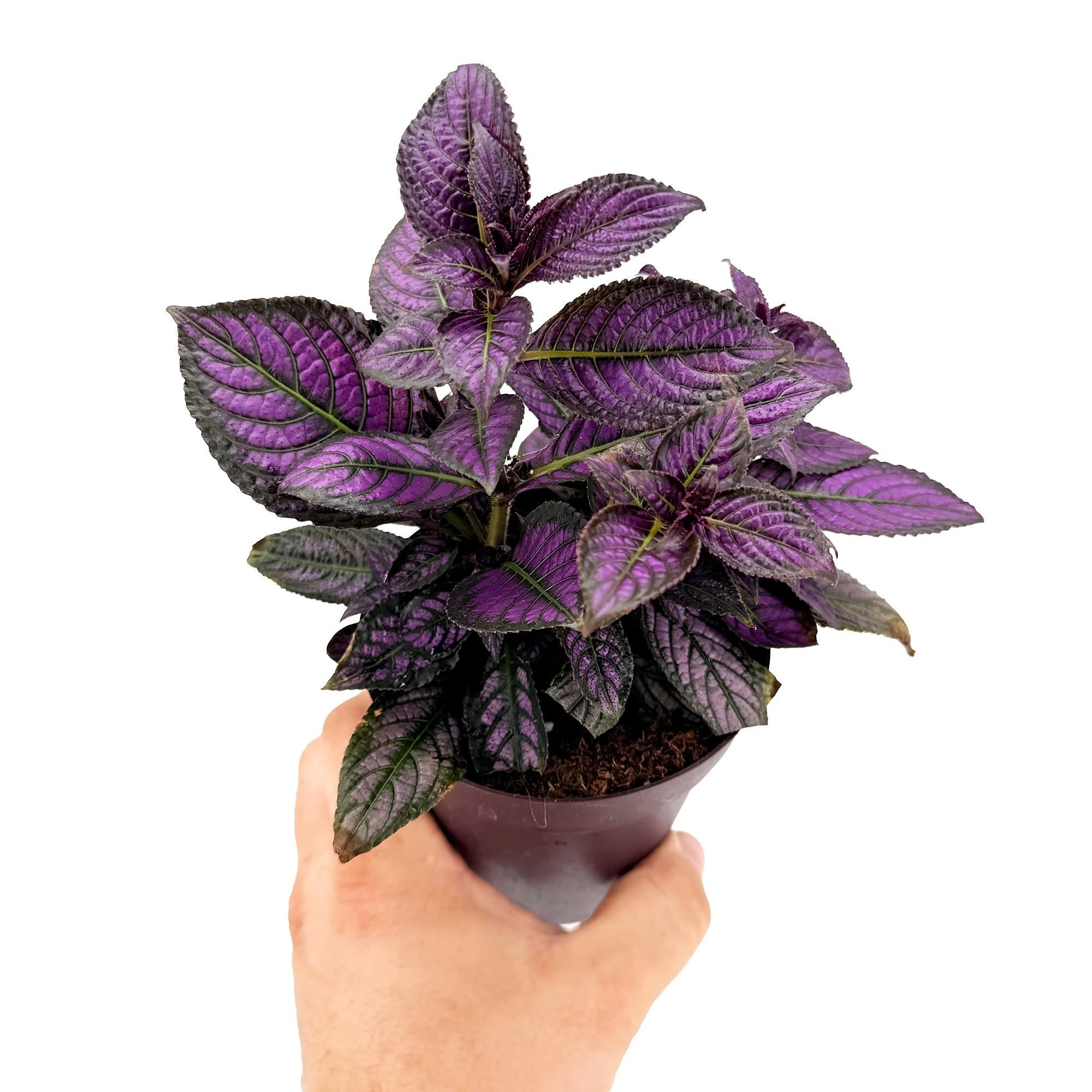 Strobilanthes dyerianus 'Persian Shield'