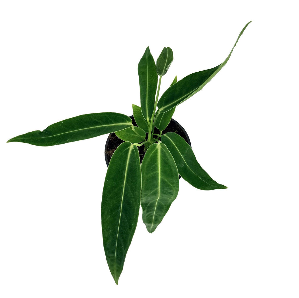 Anthurium warocqueanum 'Queen Anthurium'