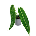 Anthurium warocqueanum 'Queen Anthurium'
