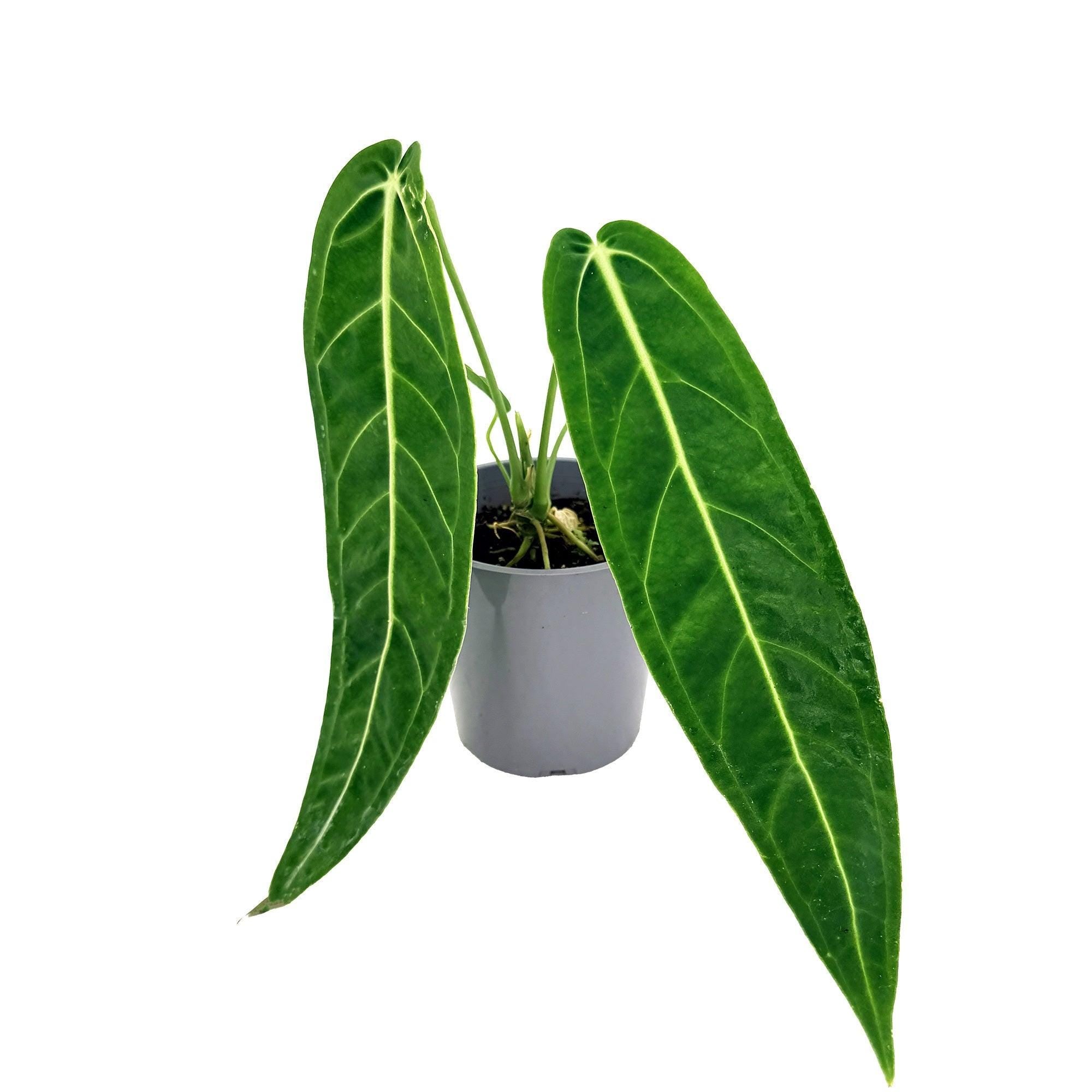 Anthurium warocqueanum 'Queen Anthurium'