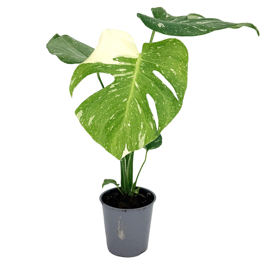 Monstera 'Thai Constellation'