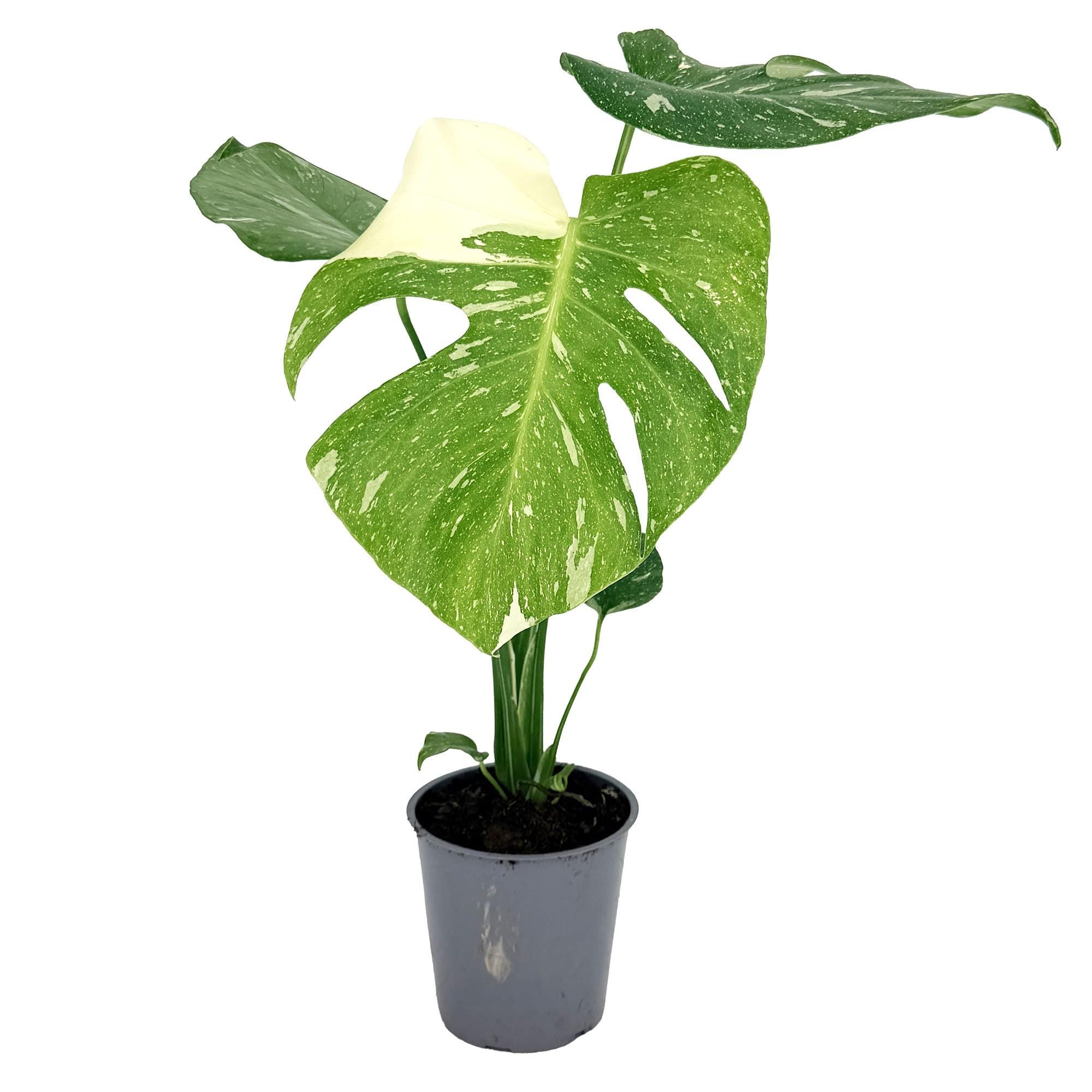 Monstera 'Thai Constellation'