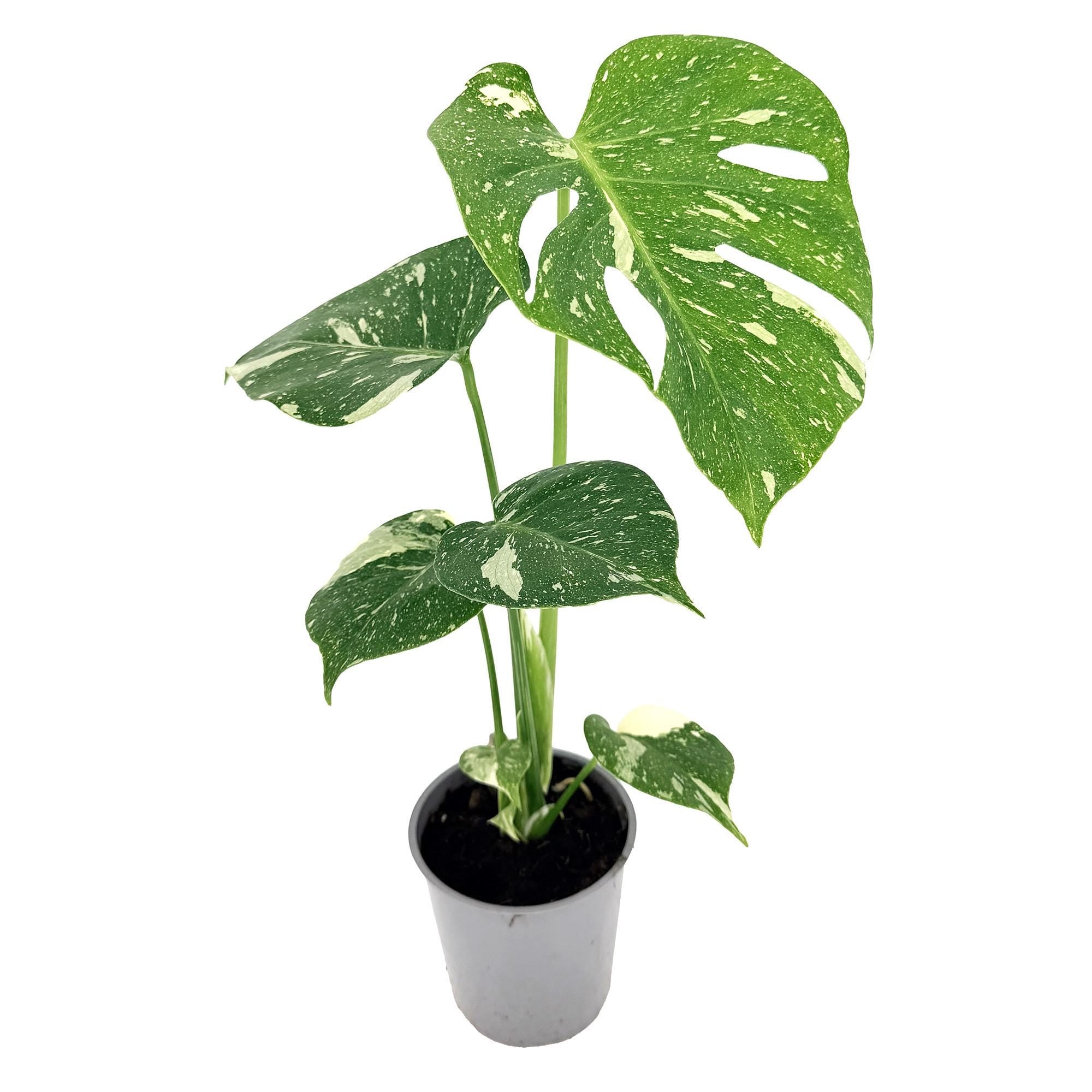 Monstera 'Thai Constellation'