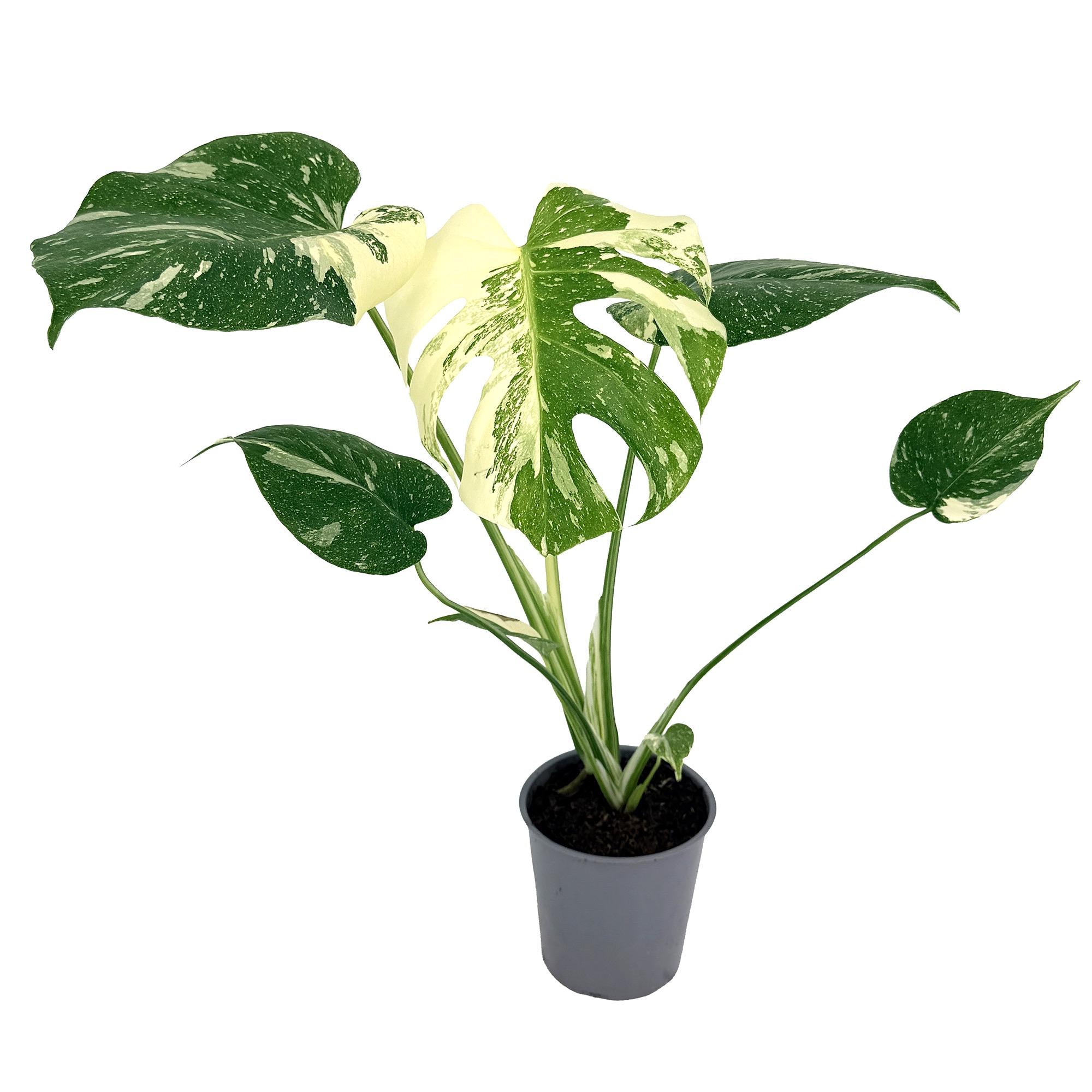 Monstera 'Thai Constellation'