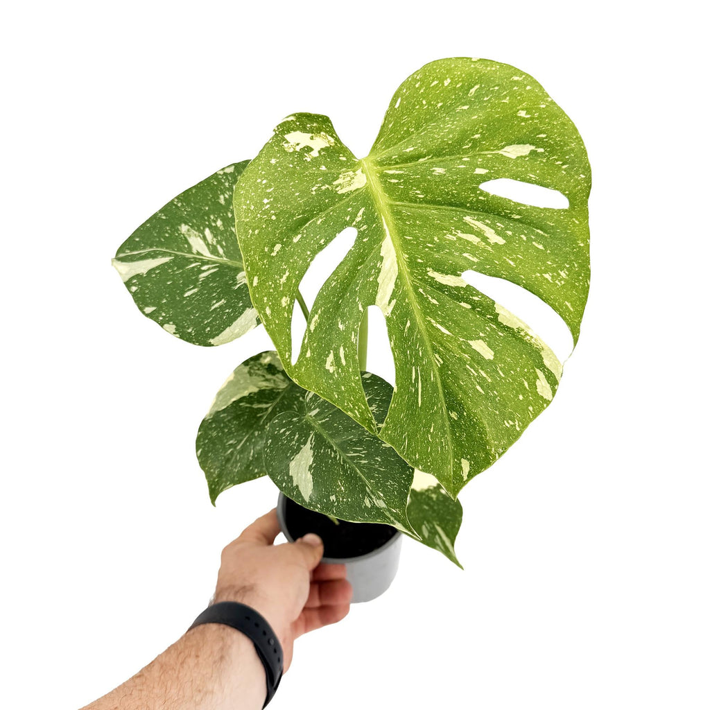 Monstera 'Thai Constellation'