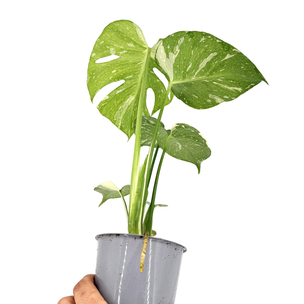 Monstera 'Thai Constellation'