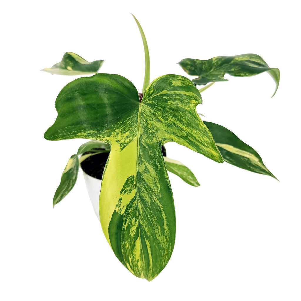 Philodendron 'Florida Beauty'